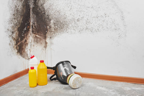 Best Fast Mold Removal  in Flint, MI