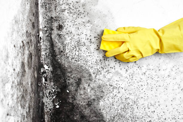 Best Commercial Mold Removal  in Flint, MI