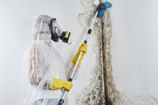 Best Mold Remediation  in Flint, MI
