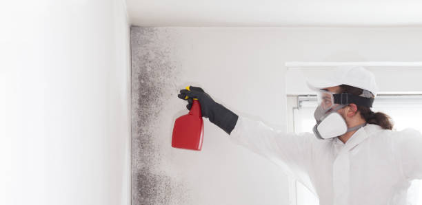 Best Attic Mold Removal  in Flint, MI