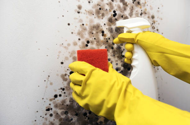 Best Emergency Mold Removal  in Flint, MI