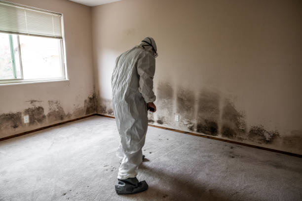 Best Local Mold Removal Service  in Flint, MI