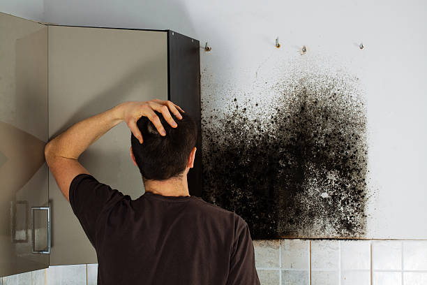Mold Removal and Inspection in Flint, MI