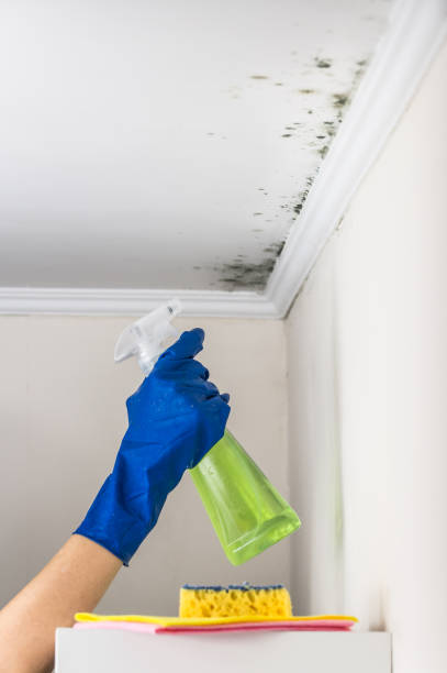 Best Mold Damage Repair  in Flint, MI